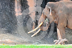 Elephant Eating Hay