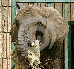 Pachyderm packing it away photo