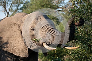 Elephant eating leaves at the Sabi Sands Game Reserve, South Africa.