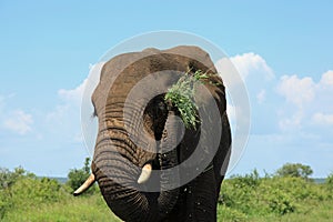 Elephant eating lunch