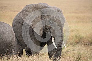 Elephant eating