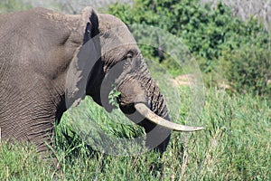 Elephant eating while on the move