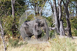 Elephant eating