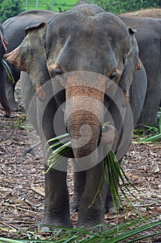 An elephant eating at Pinnawala Elephant Orphanage, Sri Lanka