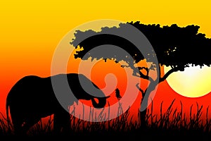 Elephant eating in sunset