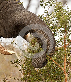 Elephant eating thorn bush