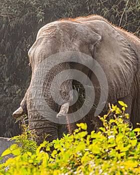 an elephant eating from a tree branch in a wildlife park