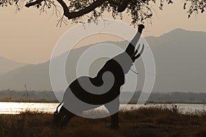 Elephant eating tree