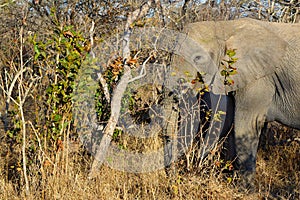 Elephant Eating Tree Leaves Savannah