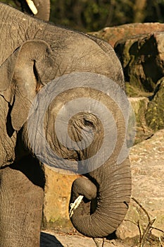 Elephant eating a twig