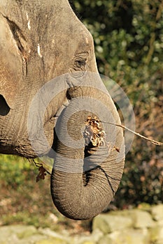 Elephant eating a twig