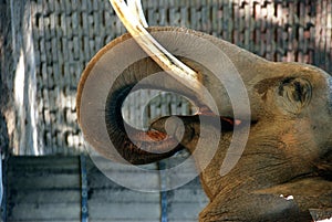 Elephant eating in zoo