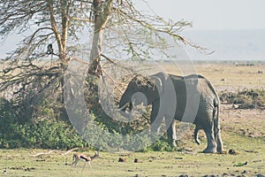 Elephant eats from an acacia thorn tree in Amboseli National Park Kenya Africa