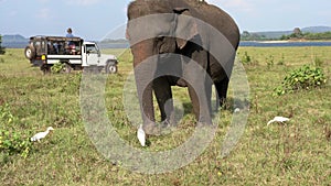 Elephant eats grass with egrets as jeeps pass behind - three quarter view