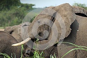 An elephant eats grass in the Queen Elizabeth National Park in Uganda