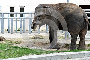 Elephant eats grass in the zoo. Wild predator.