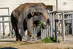 Elephant eats grass in the zoo. Wild predator.