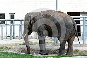 Elephant eats grass in the zoo. Wild predator.