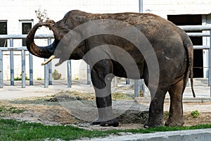 Elephant eats grass in the zoo. Wild predator.