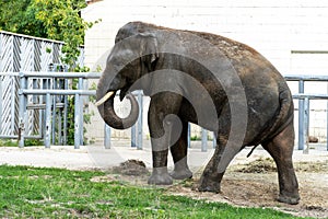 Elephant eats grass in the zoo. Wild predator.