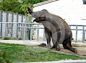 Elephant eats grass in the zoo. Wild predator.