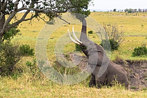 An elephant eats leaves from a tree. Masai Mara, Kenya