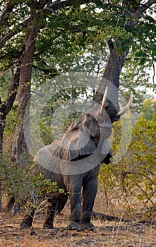 Elephant eats the young shoots of the tree. Zambia. Lower Zambezi National Park.