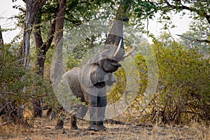 Elephant eats the young shoots of the tree. Zambia. Lower Zambezi National Park.