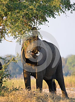 Elephant eats the young shoots of the tree. Zambia. Lower Zambezi National Park.