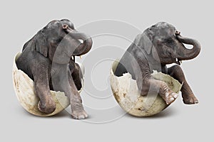 Elephant in eggshell