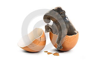 Elephant in eggshell