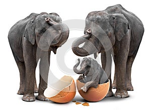 Elephant in eggshell and family