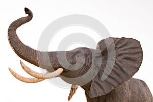 Elephant Elefante Trompa Trunk Giant