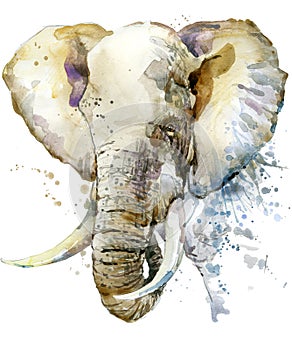 Elephant. Elephant illustration watercolor