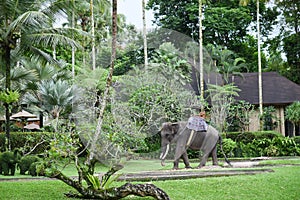 Elephant park near Ubud, Bali photo