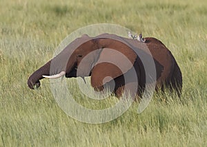 Elephant Elephantidae grazing in a meadow