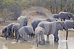 Elephant Elephants Group Drinking Water Savannah