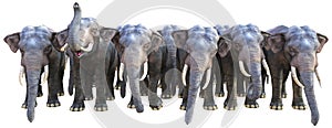 Elephant, Elephants, Herd, Wildlife, Isolated