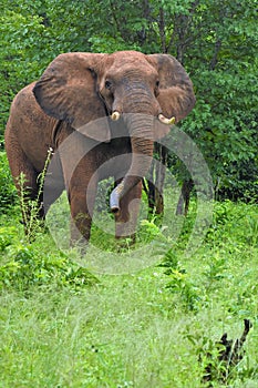Elephant emerging from the bruhs
