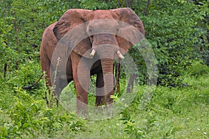 Elephant emerging from the brush