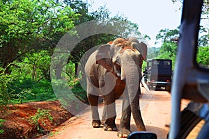 Elephant encounter on road while on safari in Yala National Park
