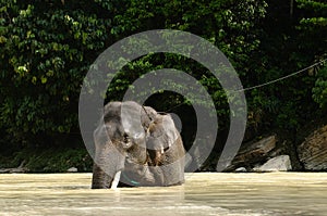 Elephant enjoy natural river bathing