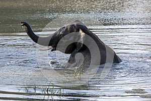 An elephant enjoys a bath in a water hole in Yala National Park near Tissamaharama in Sri Lanka.