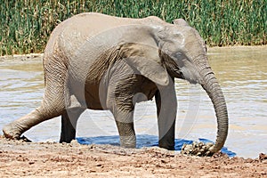 Elephant in ethosa national park