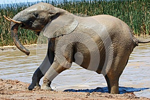 Elephant in ethosa national park