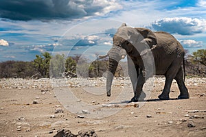 Elephant in ethosa national park