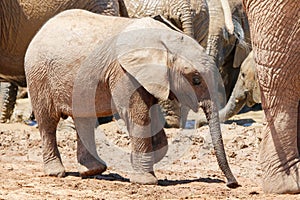 Elephant in ethosa national park