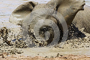 Elephant in ethosa national park