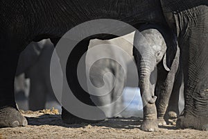 Elephant in Etosha National Park.