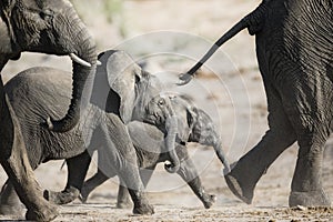 Elephant in Etosha National Park.